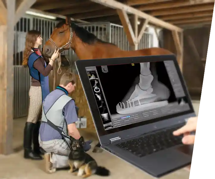 dicomPACS vet - Kaufuntersuchungs-Software für Pferde