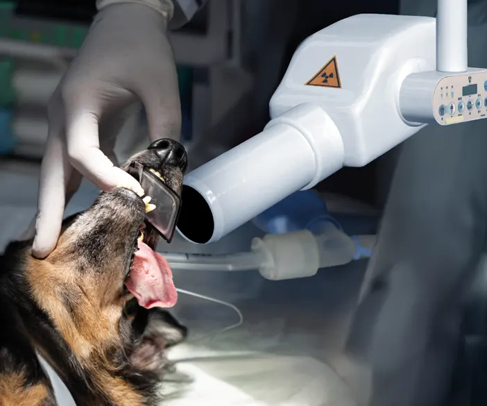 Best X-DC - Dental Röntgensystem für Tierärzte