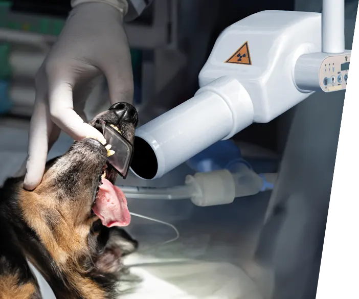 Best X-DC - digitales Dental-Röntgengerät für Veterinäre